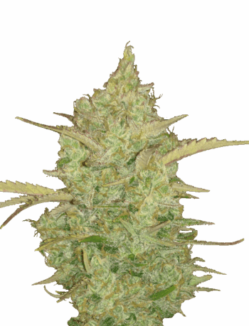 Strawberry Cough auto