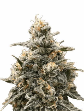 Strawberry Haze auto