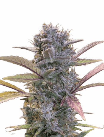 Lemon Cherry Gelato