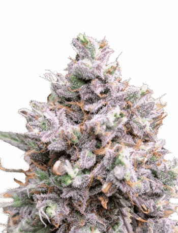Purple Punch