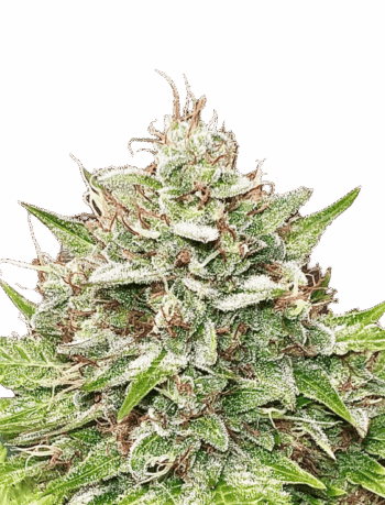 Sour Diesel