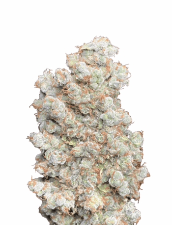 Super Silver Haze