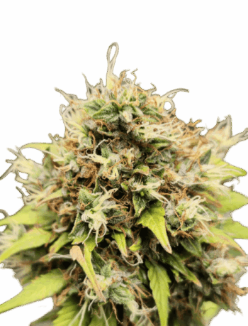 Wedding Cake x Gelato