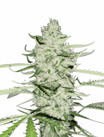White Widow