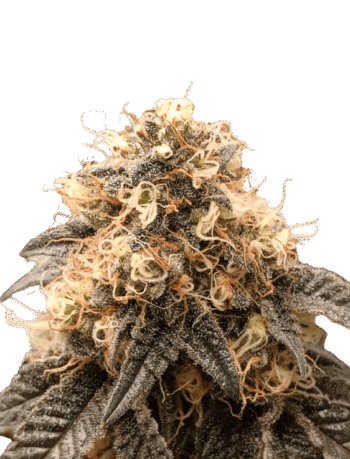 Zkittlez x Gelato (Runtz)